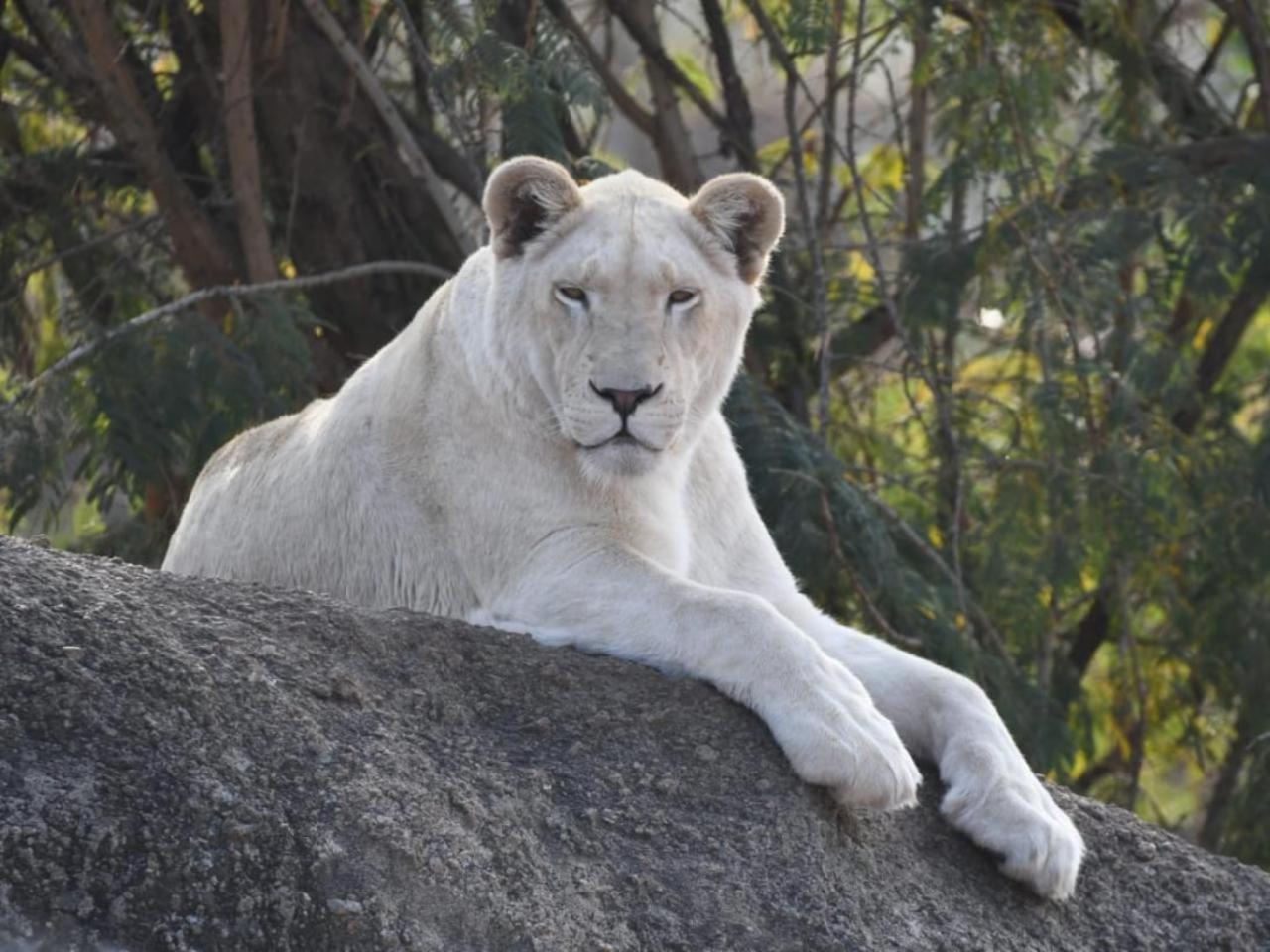 Lions View Accommodation Mbombela Kültér fotó