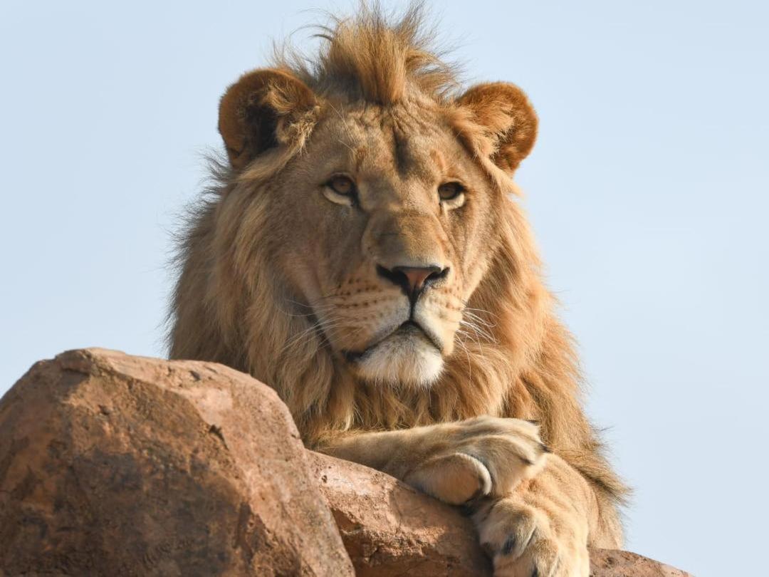 Lions View Accommodation Mbombela Kültér fotó