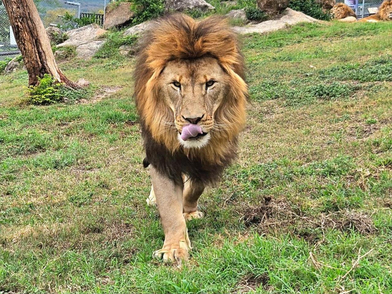 Lions View Accommodation Mbombela Kültér fotó